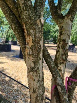 Bark of Punica granatum L.