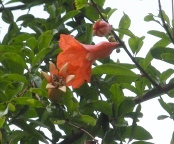 Flower of Punica granatum L.