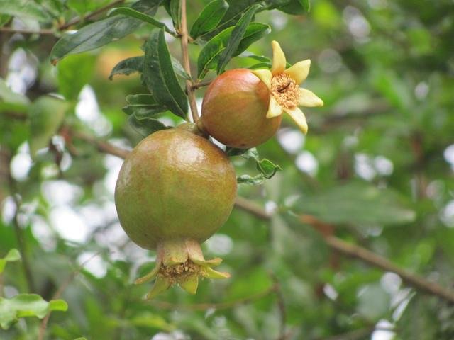 Fruit of Punica granatum L.