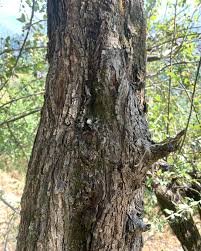 Bark of Pyrus pashia Buch.-Ham. ex D.Don