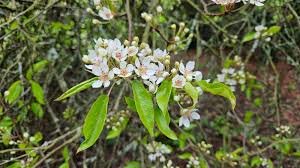 Flower of Pyrus pashia Buch.-Ham. ex D.Don