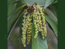 Flower of Quercus glauca Thunb.