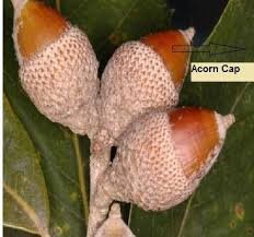 Seed of Quercus leucotrichophora A.Camus