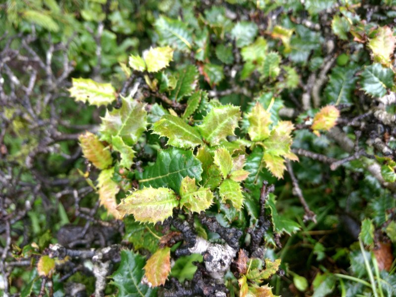 Quercus semecarpifolia Sm.