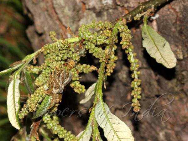 Flower of Quercus semecarpifolia Sm.