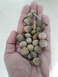 Seed of Quercus semecarpifolia Sm.