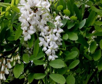 Flower of Robinia pseudoacacia L.