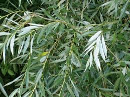 Leaves of Salix alba L