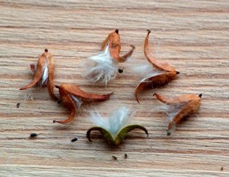 Seed of Salix alba L