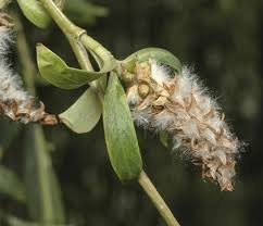 Seed of Salix babylonica L.