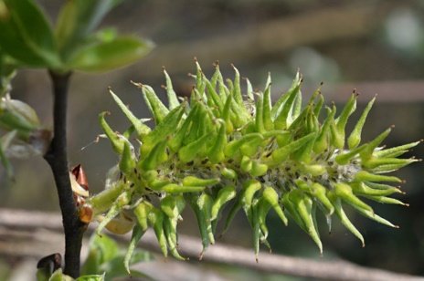Fruit of Salix caprea L.