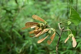 Seed of Salix caprea L.