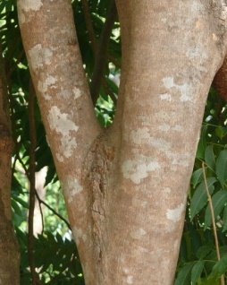 Bark of Sapindus mukorossi Gaertn.