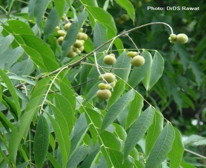 Fruit of Sapindus mukorossi Gaertn.