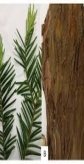 Bark of Taxus wallichiana Zucc.ex Endl