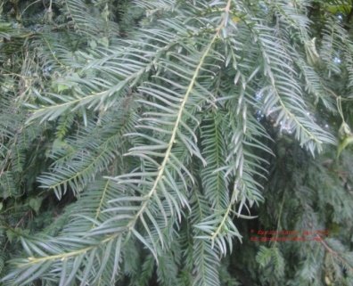 Leaves of Taxus wallichiana Zucc.ex Endl