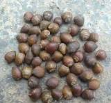 Seed of Taxus wallichiana Zucc.ex Endl