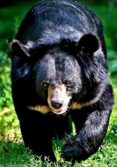 Himalayan Black Bear